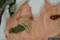 tobacco budworm (<em>Heliothis virescens</em>) adult(s)