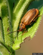 black-margined loosestrife beetle (<em>Galerucella calmariensis</em>) adult(s)