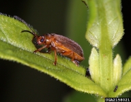 black-margined loosestrife beetle (<em>Galerucella calmariensis</em>) adult(s)