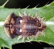 thistle tortoise beetle (<em>Cassida rubiginosa</em>) pupa(e)