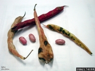 bean anthracnose