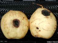 on pear (<em>Pyrus spp.</em>)