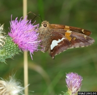 silverspotted skipper (<em>Epargyreus clarus</em>) adult(s)