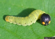 silverspotted skipper (<em>Epargyreus clarus</em>) larva(e)