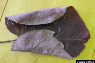 redbud leaffolder (<em>Fascista cercerisella</em>) damage on redbud (<em>Cercis spp.</em>)