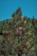 Dothistroma needle blight (<em>Mycosphaerella pini</em>) symptoms on <em></em> ponderosa pine