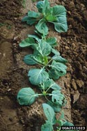 Damage to young seedlings