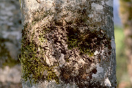 Louis-Michel Nageleisen, Département de la Santé des Forêts,  Bugwood.org