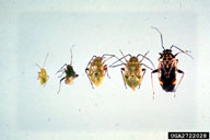 tarnished plant bug (<em>Lygus lineolaris</em>) life cycle 