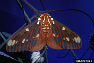 also known as Regal moth