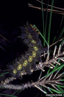 imperial moth (<em>Eacles imperialis</em>) larva(e)