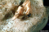 and larva