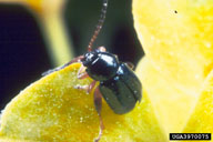 brown-legged spurge flea beetle (<em>Aphthona lacertosa</em>) adult(s) on leafy spurge (<em>Euphorbia esula</em>)