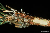 pitch zone on red pine shoot