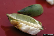 southern green stink bug