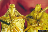 on right compared to spined soldier bug on left