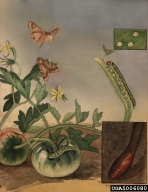 Illustration by Mary Benson