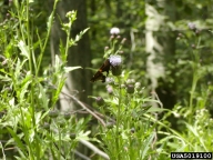 silverspotted skipper (<em>Epargyreus clarus</em>) adult(s)