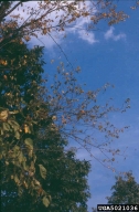 5021036