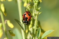 lady beetle (<em>Hippodamia parenthesis</em>) adult