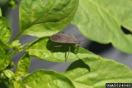 squash bug (<em>Anasa tristis</em>) adult(s)