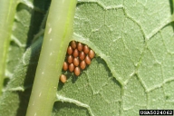 squash bug (<em>Anasa tristis</em>) egg(s)