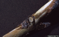 Green stain of wood caused by G. abietina
