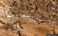 5039091
