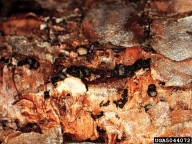 Scleroderris canker of pine and spruce (<em>Gremmeniella abietina</em>) fruiting bodies