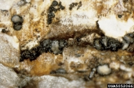 Scleroderris canker of pine and spruce (<em>Gremmeniella abietina</em>) sign
