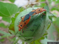 red cotton bug