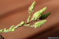 Colony of mixed morphs present on lettuce buds during early fall.