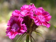 carnation