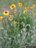 blanketflower (<em>Gaillardia aristata</em>) plant(s)