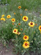 blanketflower (<em>Gaillardia aristata</em>) plant(s)