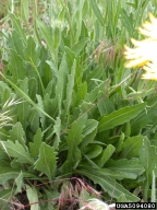 blanketflower (<em>Gaillardia aristata</em>) foliage