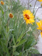blanketflower (<em>Gaillardia aristata</em>) plant(s)