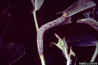 Dark phase of caterpillar