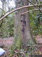 bleeding lesion on trunk