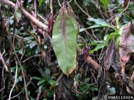 wilting of infected rhododendron