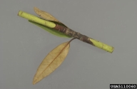 necrotic lesion on stem