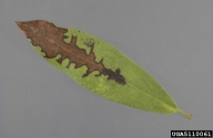 necrotic lesion on foliage