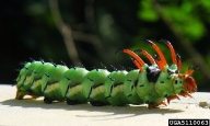 hickory horned devil (<em>Citheronia regalis</em>) larva(e)