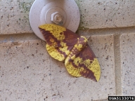 imperial moth (<em>Eacles imperialis</em>) adult(s)