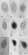 Mycol.Res 109, 853-859; Figs 18-22. Regular, ovoid limoniform sporangia. Figs 23-26. Asymmetrical or ‘mouse-shaped’ sporangia. Bar=10 mm.