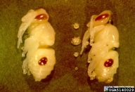 varroa mite (<em>Varroa jacobsoni</em>) life cycle  on honey bee (<em>Apis mellifera</em>)