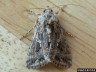 cabbage looper (<em>Trichoplusia ni</em>) adult(s)