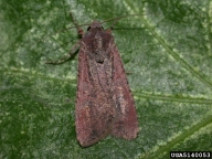 variegated cutworm (<em>Peridroma saucia</em>) adult(s)