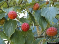 Kousa dogwood (<em>Cornus kousa</em>) fruit(s)