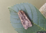 variegated cutworm (<em>Peridroma saucia</em>) adult(s)